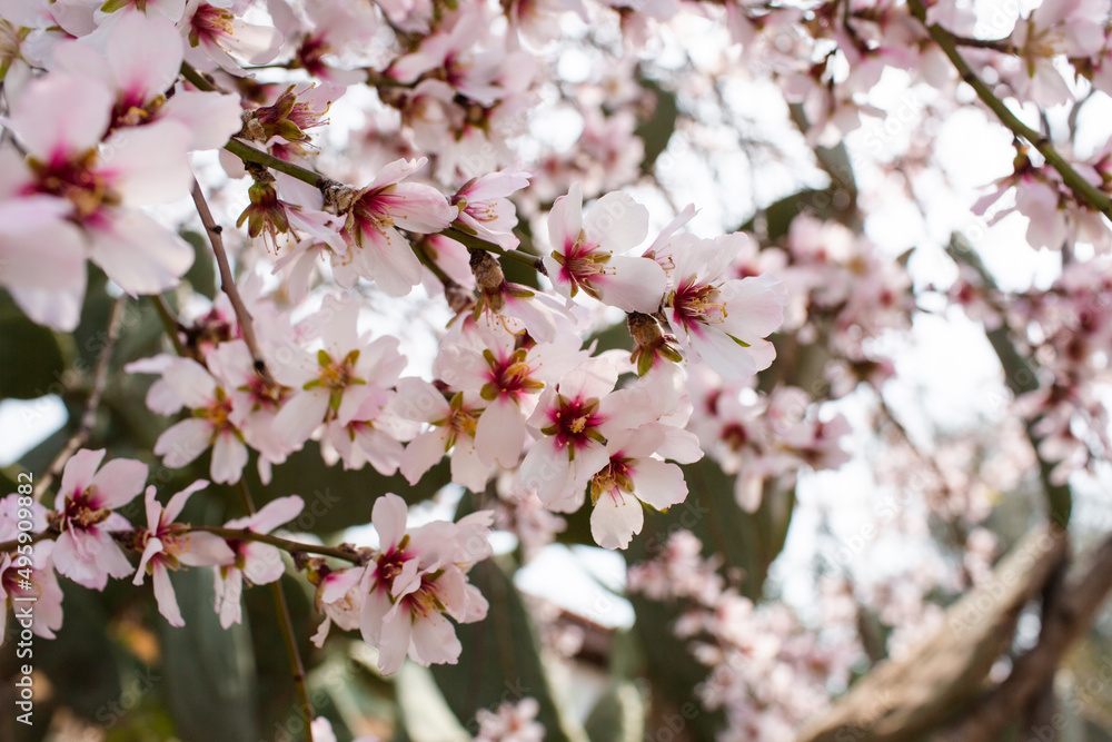 Spring cherry blossom, peach blossom, tender pink flowers, cherry tree.