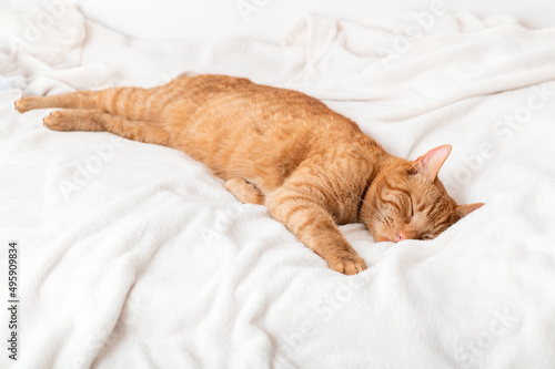 Fototapeta Naklejka Na Ścianę i Meble -  Cute ginger cat sleeps on bed with white fluffy blanket