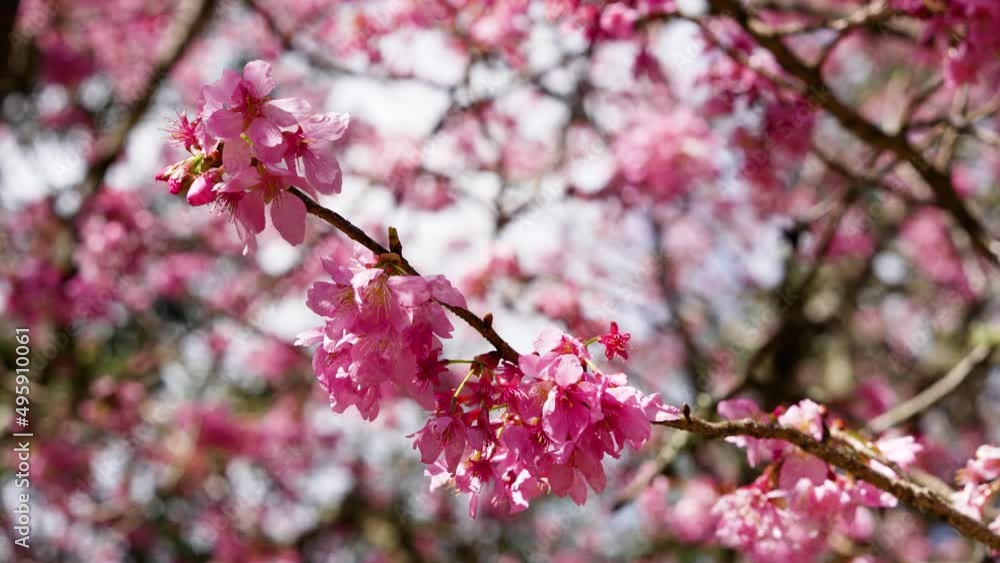 Beautiful pink cherry blooms (sakura tree) in the park. Cherry blossom season in Wuling Farm, Taichung City, Taiwan. 2022. Beautiful pink cherry blooms (sakura tree) in the park. Cherry blossom season in Wuling Farm, Taichung City, Taiwan. 2022.