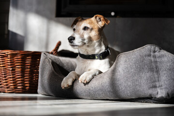 Purebred male Jack Russell Terrier lies in his bed and rests. Animal photography
