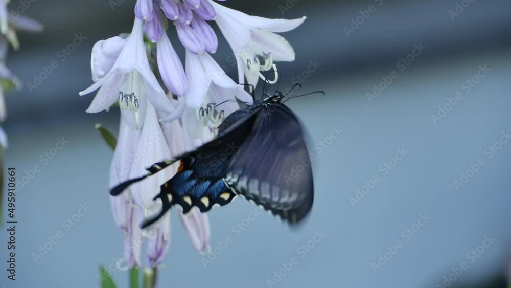 Butterfly foraging on a flower/Papillon butinant une fleur