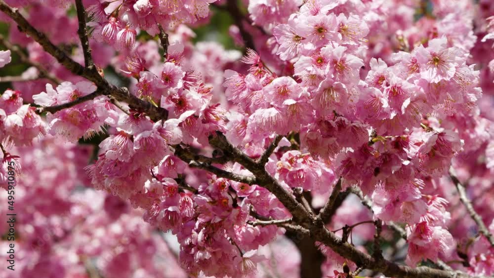 Beautiful pink cherry blooms (sakura tree) in the park. Cherry blossom season in Wuling Farm, Taichung City, Taiwan. 2022. Beautiful pink cherry blooms (sakura tree) in the park. Cherry blossom season in Wuling Farm, Taichung City, Taiwan. 2022.