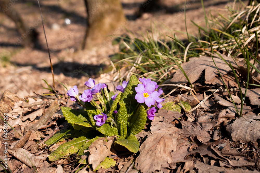 Purple dayflowers, blossom among the greenery, commelina family flower, selective focus Purple dayflowers, blossom among the greenery, commelina family flower, selective focus