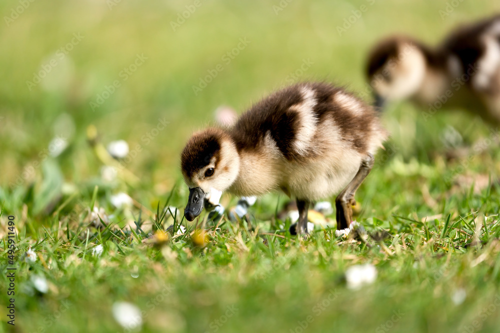 Ein junges Nilgansküken auf einer grünen Wiese mit Gänseblümchen Ein junges Nilgansküken auf einer grünen Wiese mit Gänseblümchen