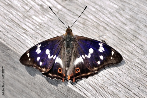 Schmetterlinge: Ein Schillerfalter (Apatura ilia), Lesser purple emperor. photo