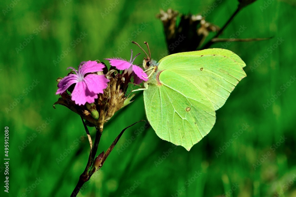Schmetterlinge: Ein Zitronenfalter (Gonepteryx rhamni), Common brimstone.