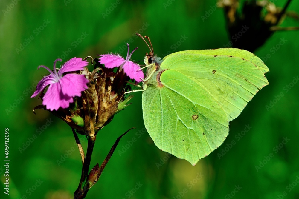 Schmetterlinge: Ein Zitronenfalter (Gonepteryx rhamni), Common brimstone. Schmetterlinge: Ein Zitronenfalter (Gonepteryx rhamni), Common brimstone.
