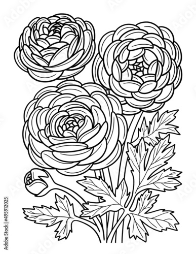 Ranunculus Flower Coloring Page for Adults
