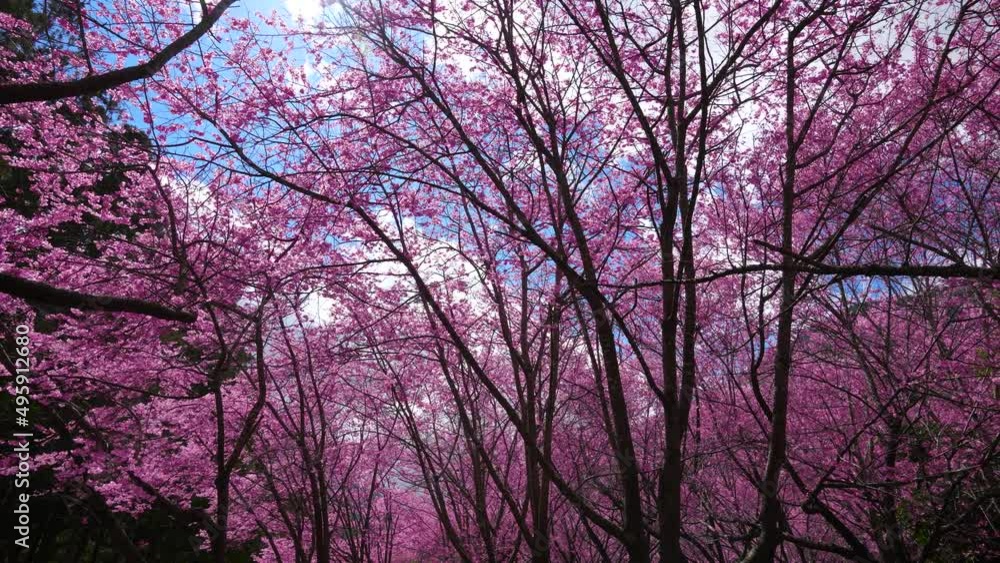 Beautiful pink cherry blooms (sakura tree) in the park. Cherry blossom season in Wuling Farm, Taichung City, Taiwan. 2022. Beautiful pink cherry blooms (sakura tree) in the park. Cherry blossom season in Wuling Farm, Taichung City, Taiwan. 2022.