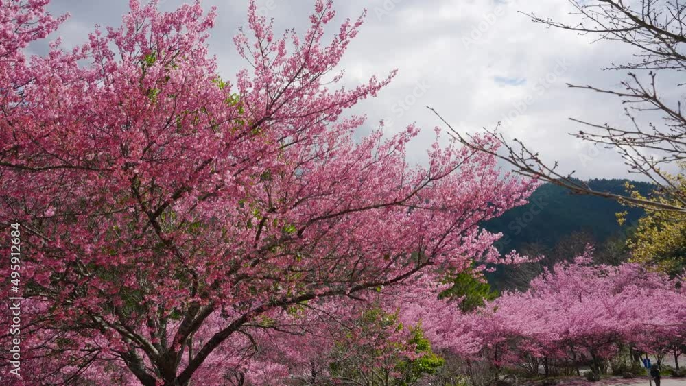 Beautiful pink cherry blooms (sakura tree) in the park. Cherry blossom season in Wuling Farm, Taichung City, Taiwan. 2022. Beautiful pink cherry blooms (sakura tree) in the park. Cherry blossom season in Wuling Farm, Taichung City, Taiwan. 2022.