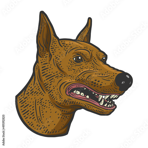 Angry growling doberman dog head color sketch engraving vector illustration. T-shirt apparel print design. Scratch board imitation. Black and white hand drawn image.