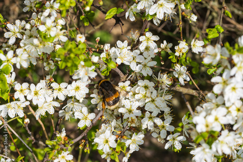 Close-up of a bumble bee pollinating white sloe flowers on a sunny spring day 