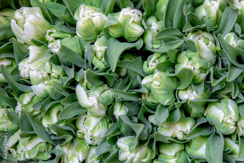 Selective focus of white green bouquet flower, Tulips form a genus of spring-blooming perennial herbaceous bulbiferous geophytes, Tulip festival in Netherlands, Nature flora pattern background.