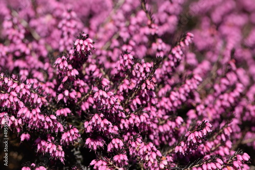 Erica closeup blooming pink  flowers  pink spring heather background.