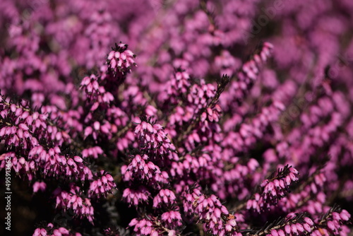 Erica blooming pink flowers closeup  pink erica background.