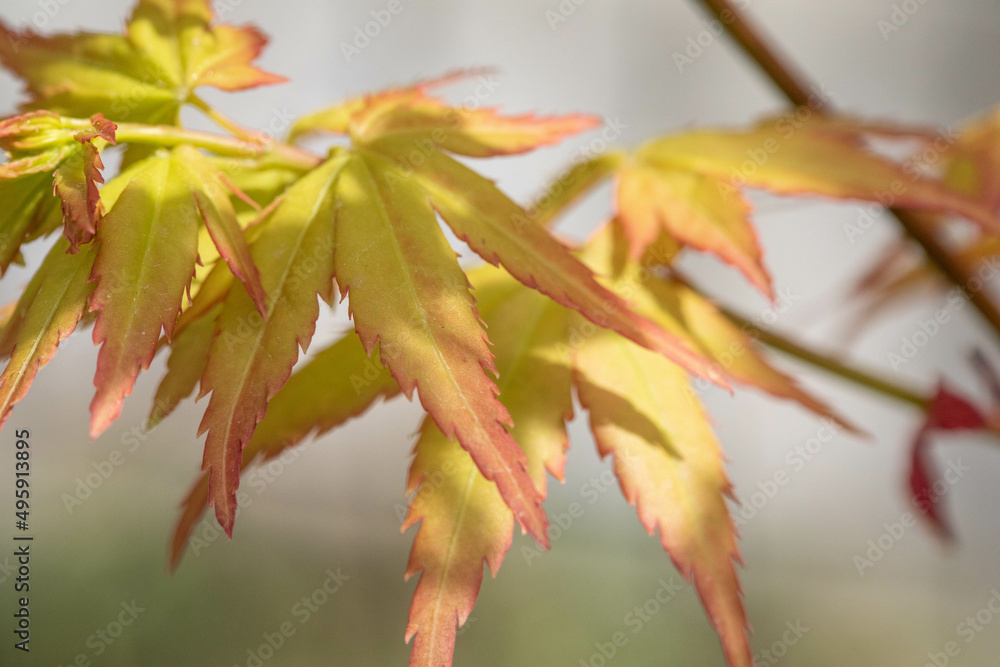 red maple leaf red maple leaf