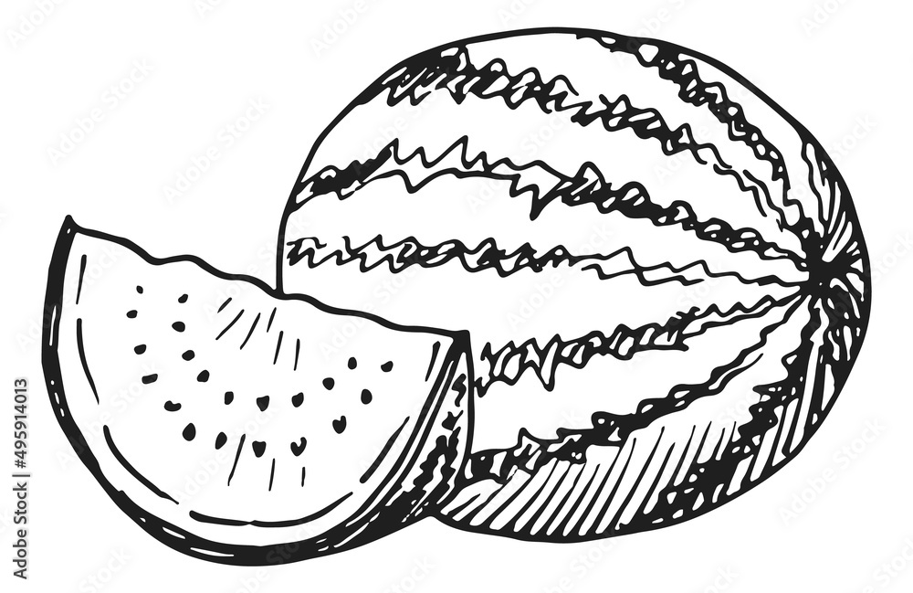 Watermelon with slice. Hand drawn fresh summer fruit Watermelon with slice. Hand drawn fresh summer fruit