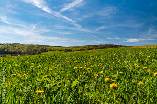 Springtime masdow with dandelions and foret covered hills on the background in Bile Karpaty mountains in Czech republic
