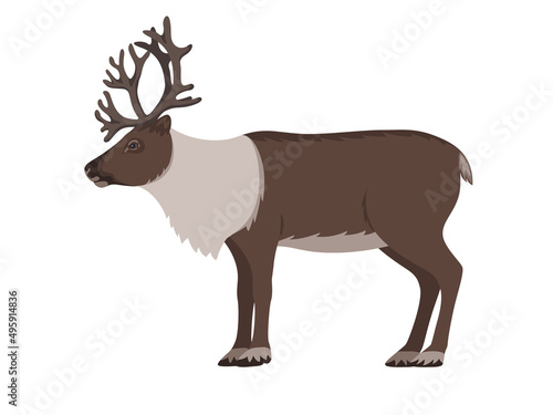 Reindeer with antlers