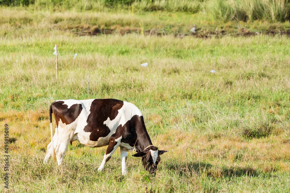 Holstein black and white spotted milk cow standing on a green rural pasture, dairy cattle grazing in the village. Holstein black and white spotted milk cow standing on a green rural pasture, dairy cattle grazing in the village.