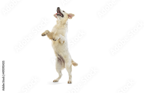 Dynamic portrait of big dog, golden retriever jumping isolated on white background. Concept of animal, pets, vet, friendship