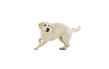 Studio shot of golden retriever, purebred dog running isolated on white background. Concept of animal, pets, vet, friendship