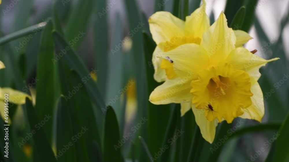 Daffodils in a garden sways in the wind. Yellow daffodils bloom in the garden or park. Concept of spring season arrival with sun and warm days. April Easter flowers sway in the wind. selective focus. Daffodils in a garden sways in the wind. Yellow daffodils bloom in the garden or park. Concept of spring season arrival with sun and warm days. April Easter flowers sway in the wind. selective focus.
