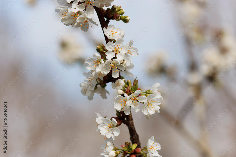 Blooming tree in early spring
