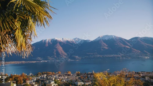 palm tree over swiss lake 