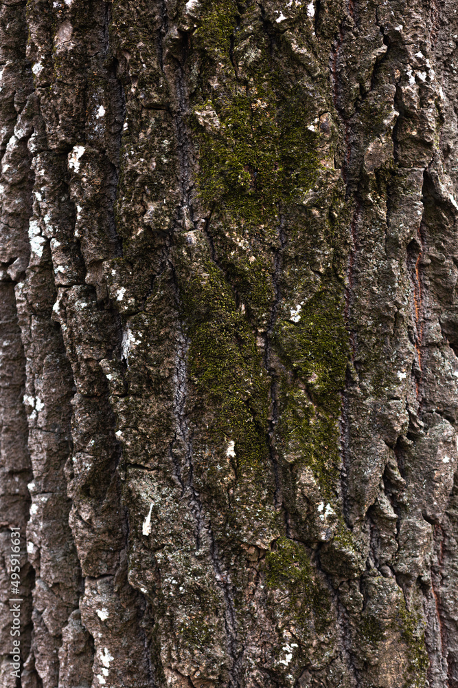 Obraz premium wood texture with green moss