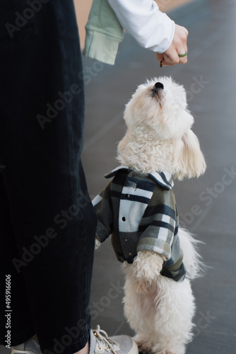 Wallpaper Mural white dog asks for food Torontodigital.ca