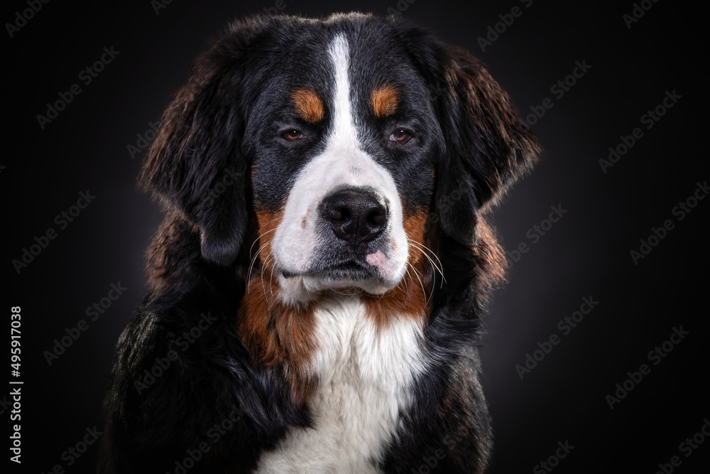 Bernese Mountain Dog close up portrait on dark background close up portrait on dark background