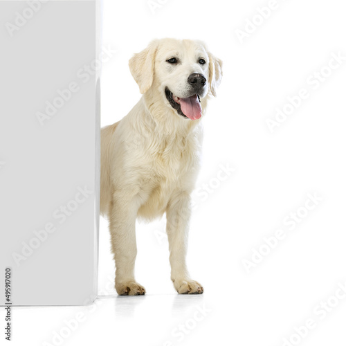 Adorable golden retriever, cream color dog peeking out wall or corner isolated on white background. Concept of animal, pets, vet, friendship