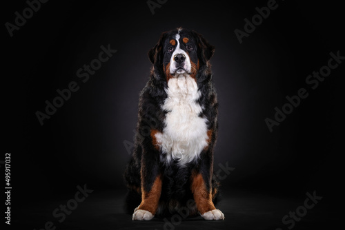 Bernese Mountain Dog close up portrait on dark background close up portrait on dark background © photocech