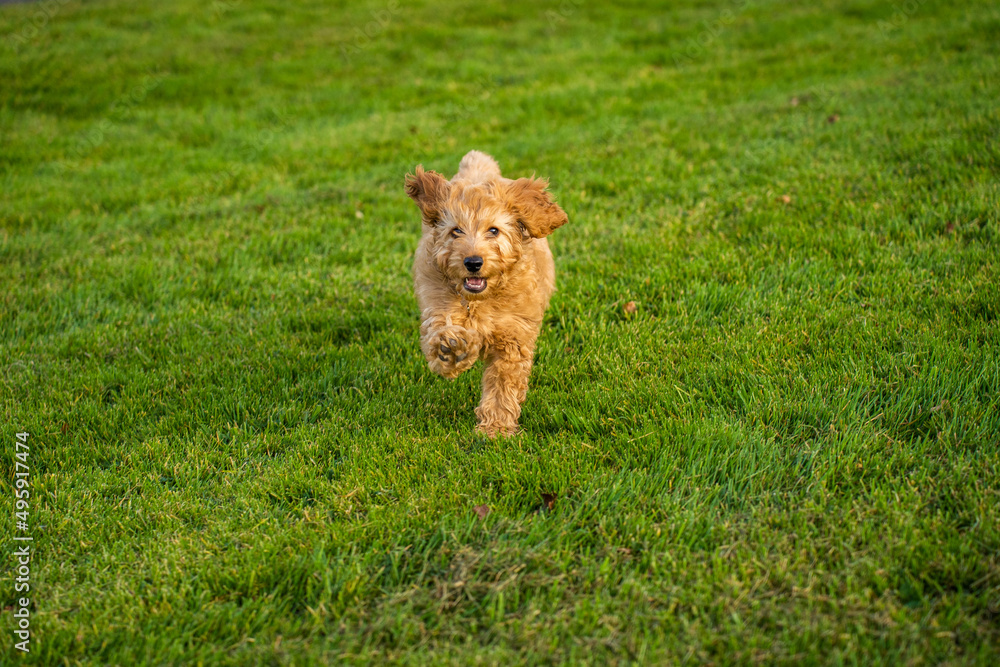 dog in the garden playing dog, happy cockapoo puppy dog in the garden playing dog, happy cockapoo puppy
