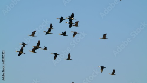 At dusk, a group of Phalacrocorax carbo flying in the air. Aogu Wetlands Forest Park is developed as a base for eco-tourism. Chiayi County, Taiwan