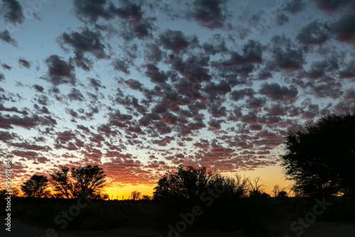 Sunset with clouds and silhouette of trees in Kgalagadi Transfrontier Park