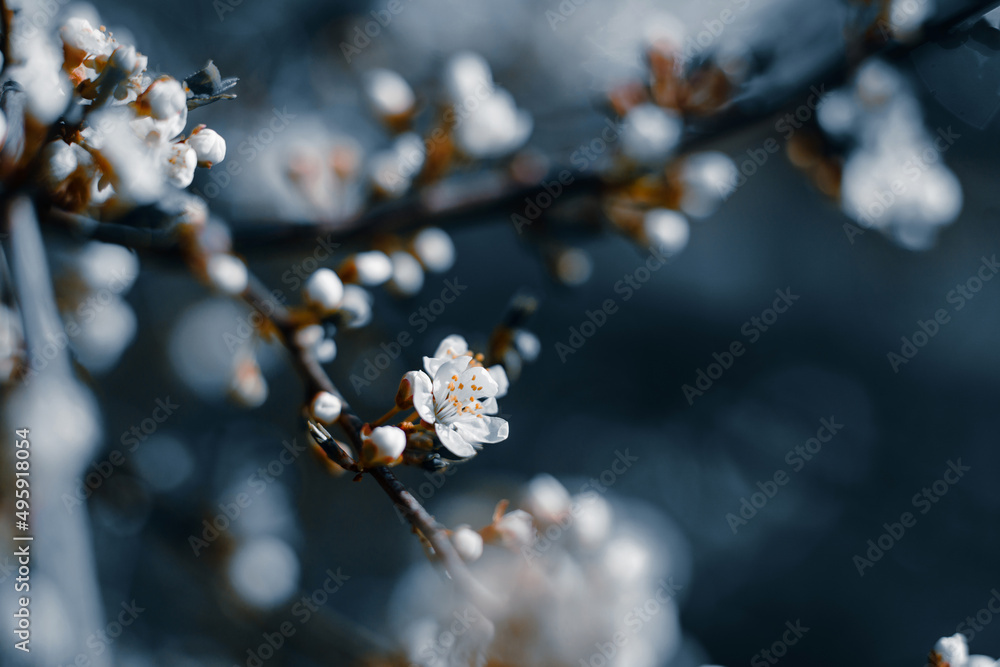 Photo of closeup blossoming tree in forest or park. Beautiful nature background Photo of closeup blossoming tree in forest or park. Beautiful nature background