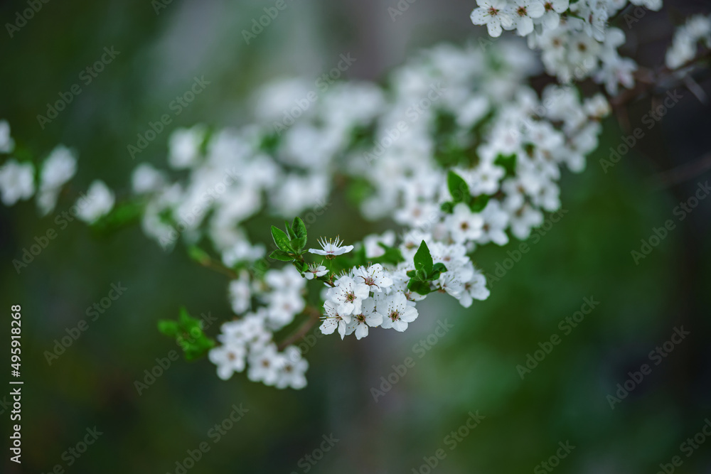 Photo of closeup blossoming tree in forest or park. Beautiful nature background Photo of closeup blossoming tree in forest or park. Beautiful nature background