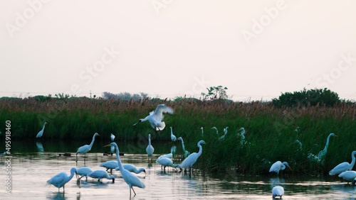 The black-faced spoonbill is landing in the pond. Slow motion photography was used. Jiading Wetland, Kaohsiung City, Taiwan.
 photo
