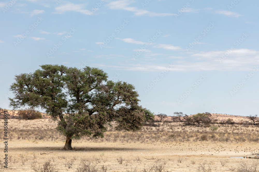 Kgalagadi Transfrontier Park landscape with tree and a flock of flying birds
