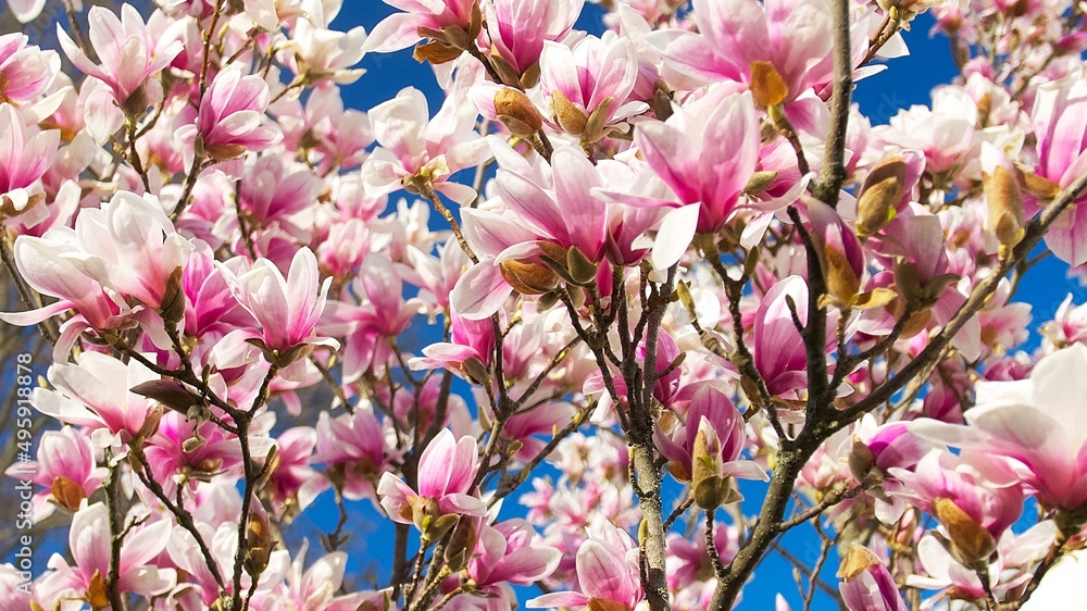 Fototapeta premium pink-white magnolia flowers background on a sunny day 
