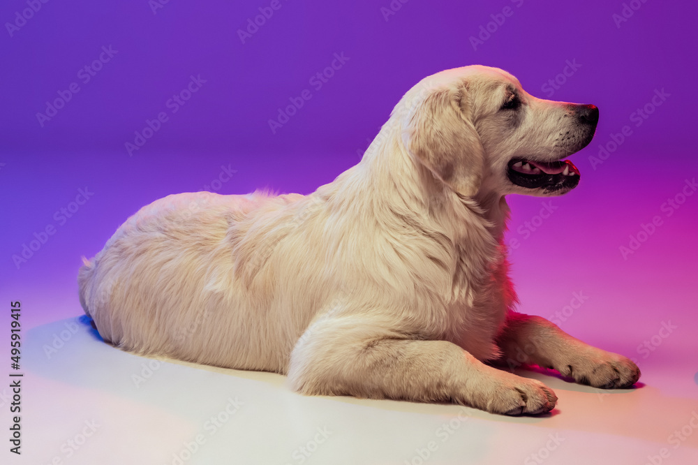 Portrait of beautiful golden retriever, purebred dog lying on floor isolated on purple background in neon. Concept of animal, pets Portrait of beautiful golden retriever, purebred dog lying on floor isolated on purple background in neon. Concept of animal, pets