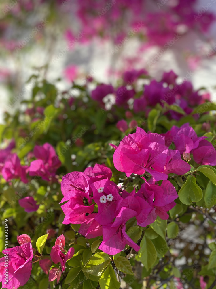 Bougainvillea flowers and bougainvillea plant tree in summer season. This Bougainvillea flowers are pink and purple. Magenta bougainvillea flowers. Postcard or wallpaper texture pattern background. Bougainvillea flowers and bougainvillea plant tree in summer season. This Bougainvillea flowers are pink and purple. Magenta bougainvillea flowers. Postcard or wallpaper texture pattern background.