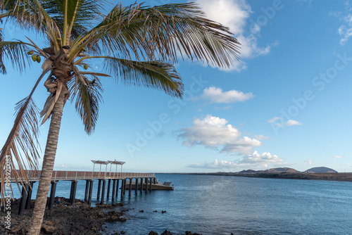 Mar turquesa y cristalino de Lanzarote, Islas Canarias, con un muelle y una gran palmera al lado durante un día soleado de verano. Recursos turísticos naturales. © Safi