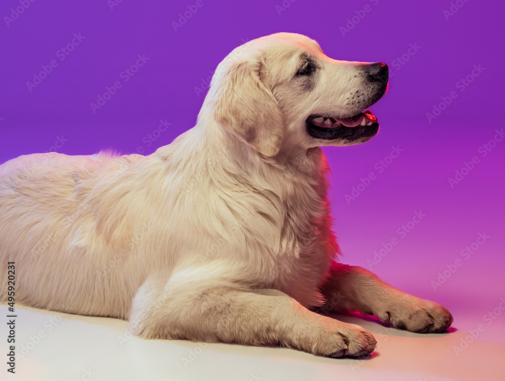 Portrait of beautiful golden retriever, purebred dog lying on floor isolated on purple background in neon. Concept of animal, pets Portrait of beautiful golden retriever, purebred dog lying on floor isolated on purple background in neon. Concept of animal, pets