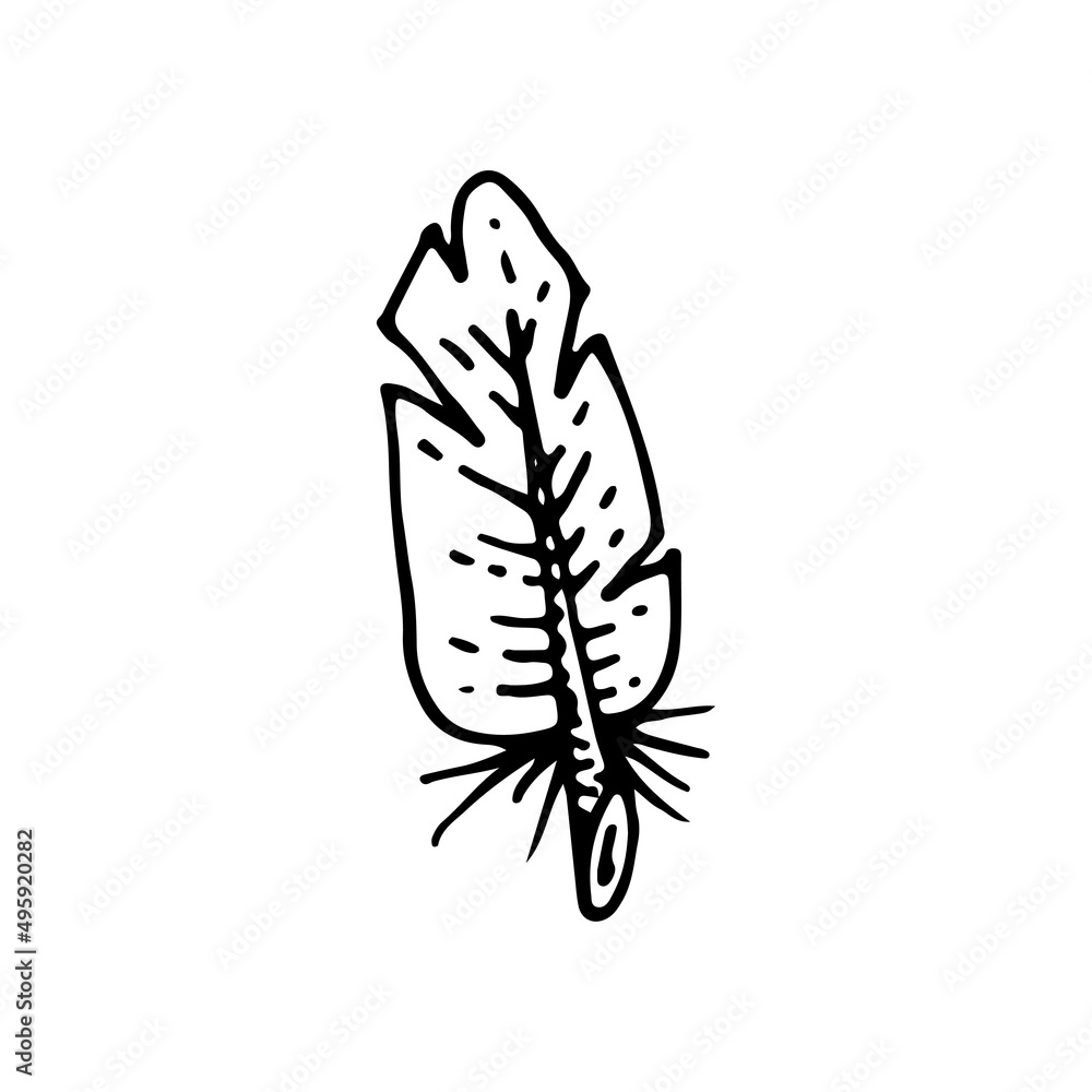Feather line. The magical symbol of a birds feather. Retro writing tool. Boho style. Hand drawn vector doodle illustration. Simple outline element.