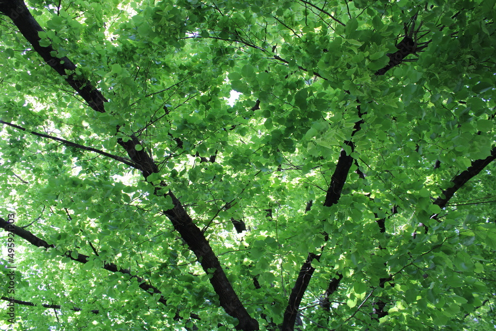 Fototapeta premium flowers tree freen trees leaves