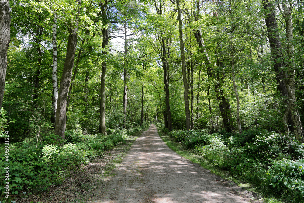 Waldweg im Frühling mit grünen Blättern an den Bäumen