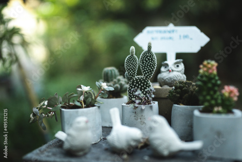 plant and flower in garden ...